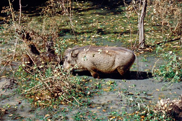 Wrattenzwijn in de dierentuin van Kano, Nigeria 1996