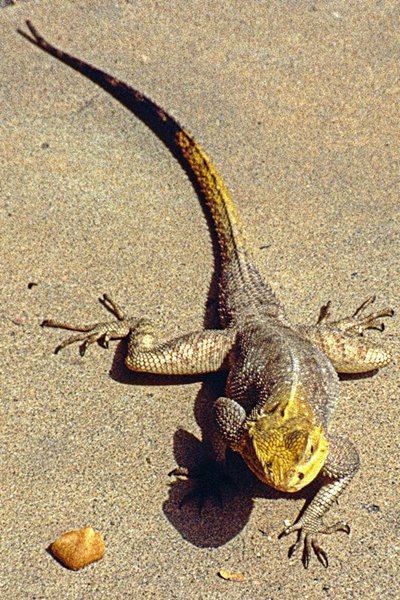 Hagedis in Yankari NP, Nigeria 1996