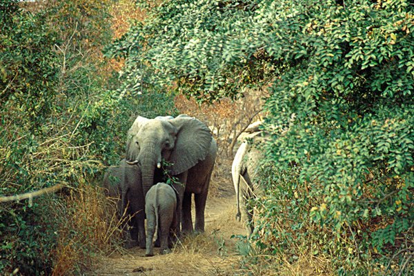 Avondrit met veel olifanten in Yankari NP, Nigeria 1996