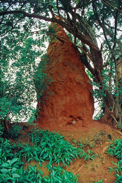 Metershoge termietenheuvels in Shaba provincie, Zaïre 1997