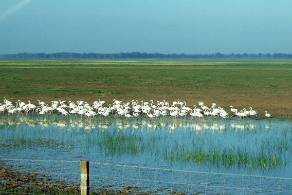 Flamingo