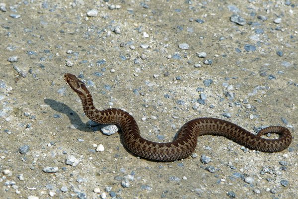 Adder op het Dwingelderveld, 2012
