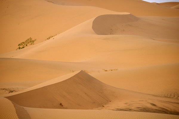 Patronen in de Gobi woestijn, Mongolië 2007
