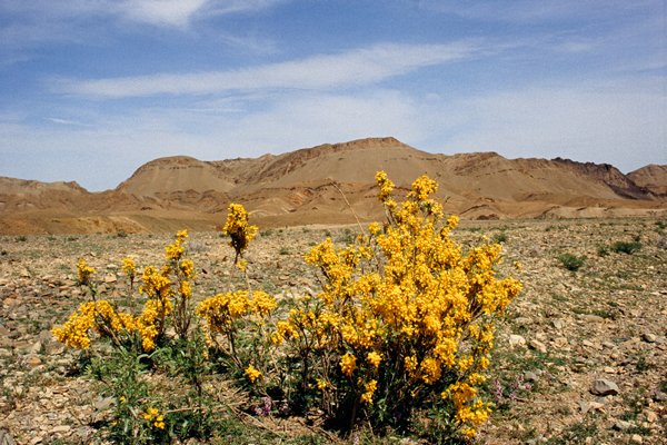 Bloemen in steenwoestijn, West-Pakistan 1998