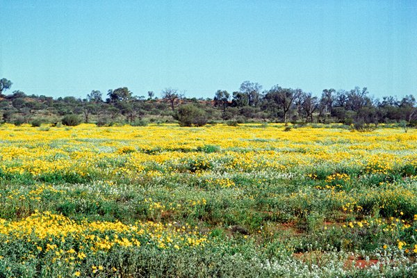 Woestijn staat in bloei, Centraal Australië 1998