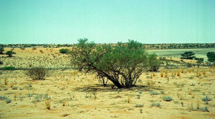 Een enkele acacia in de halfwoestijn van Kalahari Gemsbok Reserve, Zuid-Afrika 1997