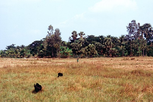 Apen op een geel grasveld in de staat Orissa, India 1997