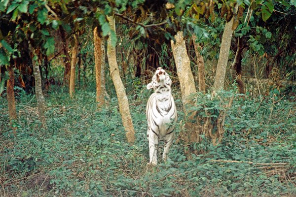 Tijger in het Wildlife Sanctuary Nandankanan, dat eigenlijk meer een dierentuin is