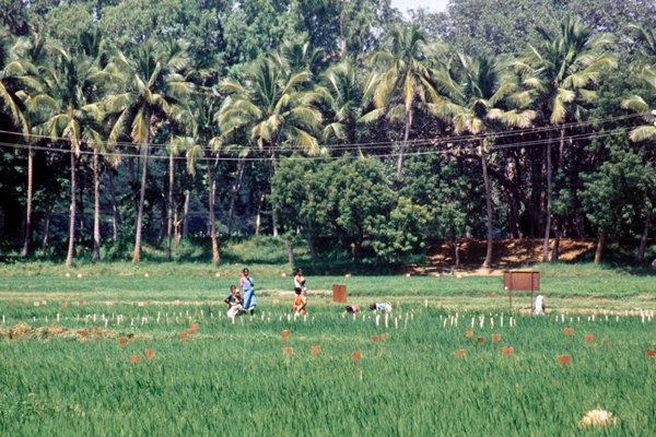 Mensen in de rijstvelden tussen Trichy en Madurai, India 1997
