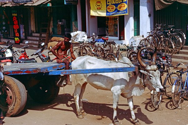 Een ossenkar in de straten van Madurai, India 1997