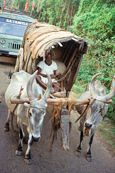 Een ossenwagen onderweg van Kovalam naar Cochin