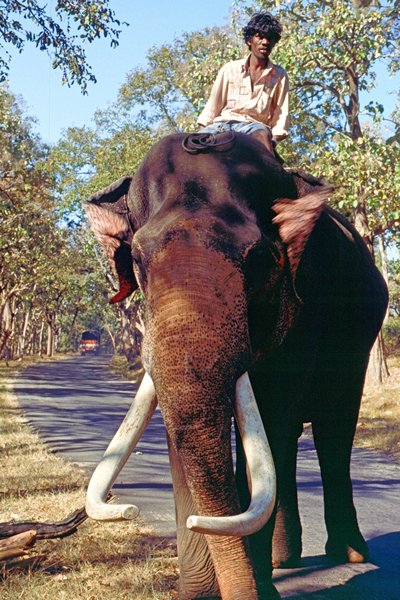 Onderweg tussen Ooty en Mysore komen we een werkolifant met berijder tegen
