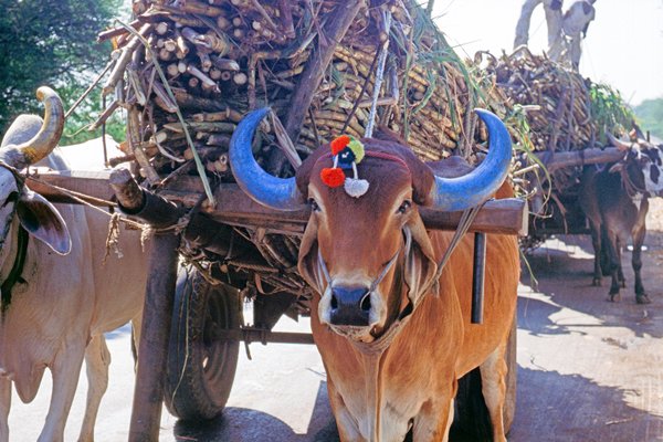Os met gekleurde horens onderweg van Bombay naar Ellora
