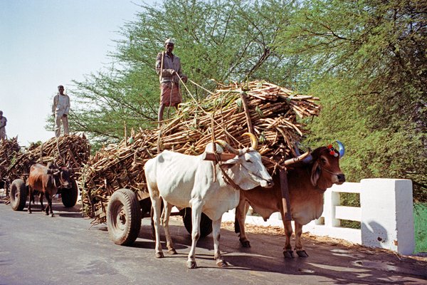 Ossenwagens met de berijders bovenop grote stapels hout