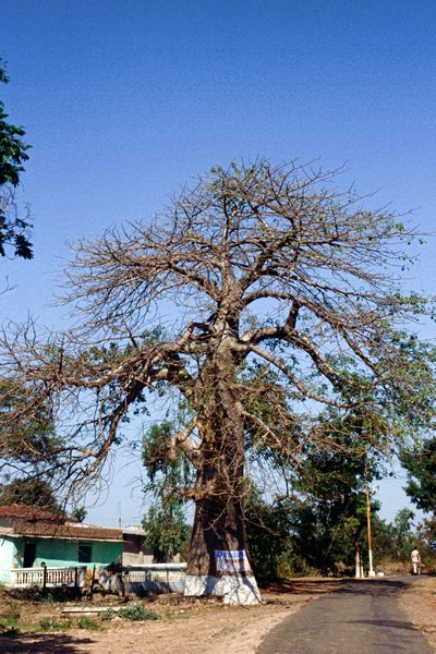 Een grote kale boom bij de ruïnes van Mandu, India 1998