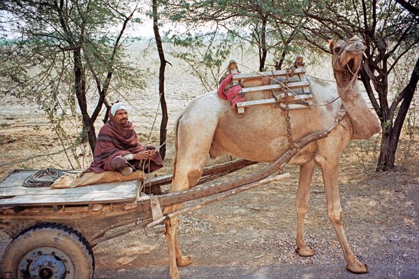 Een kamelenkar onderweg naar Sawai Madhopur, India 1998