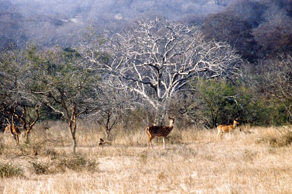 Spotted deer in Ranthambore NP