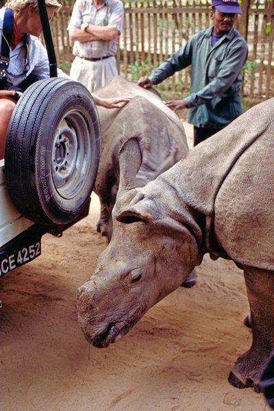 Volstrekt ongevaarlijke jonge neushoorns bij onze jeep in Chitwan NP