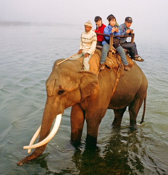 Lokale toeristen op een olifant in Chitwan NP