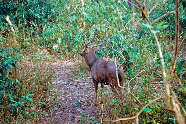 Een sambar deer in Chitwan NP