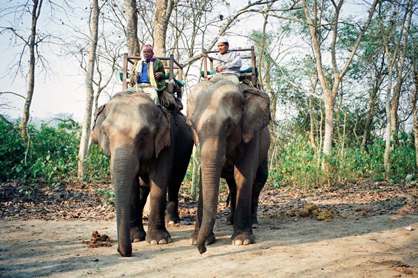 Olifanten met plateaus voor de gasten in Chitwan NP